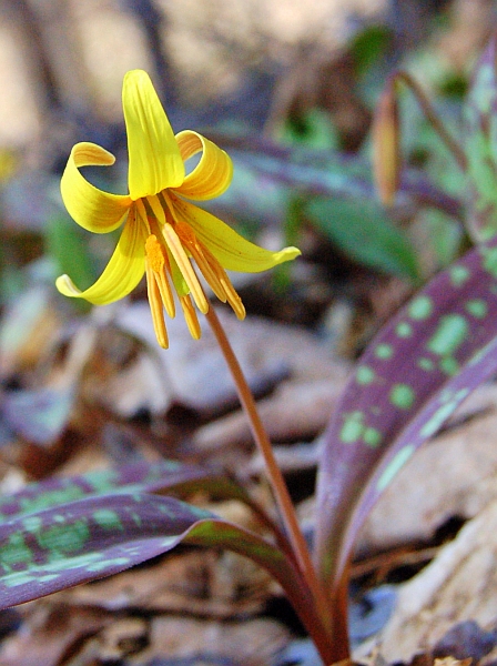 Early Spring Forest Flower In Southern Ontario - The Trout Lily